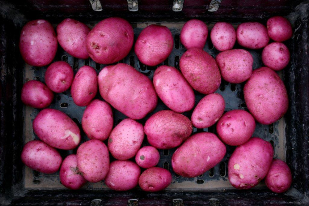 red potatoes