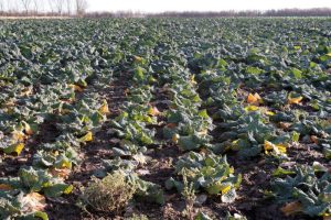 cabbage field