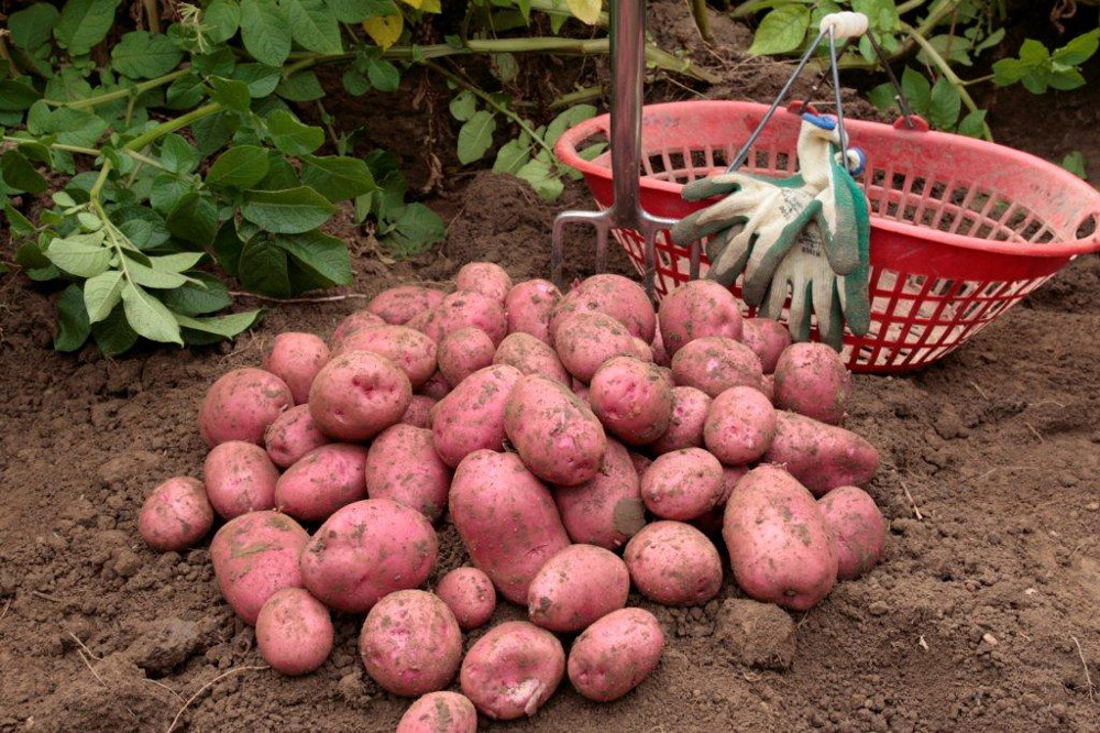 red potatoes