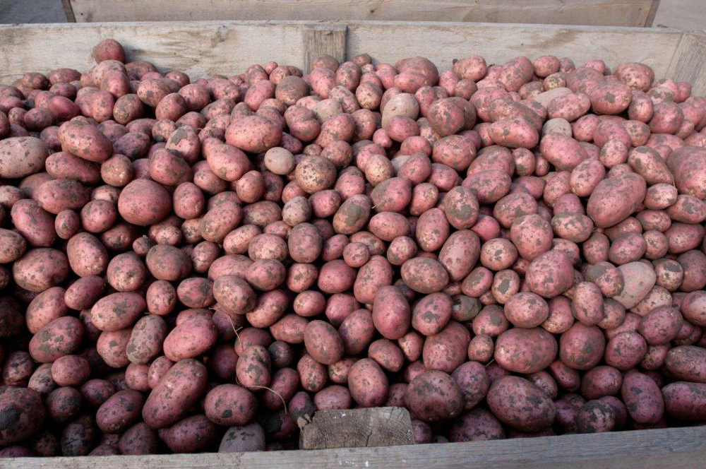 red potatoes