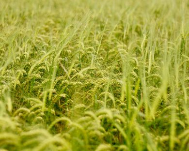cereals-fertiliser-lincolnshire-390x312