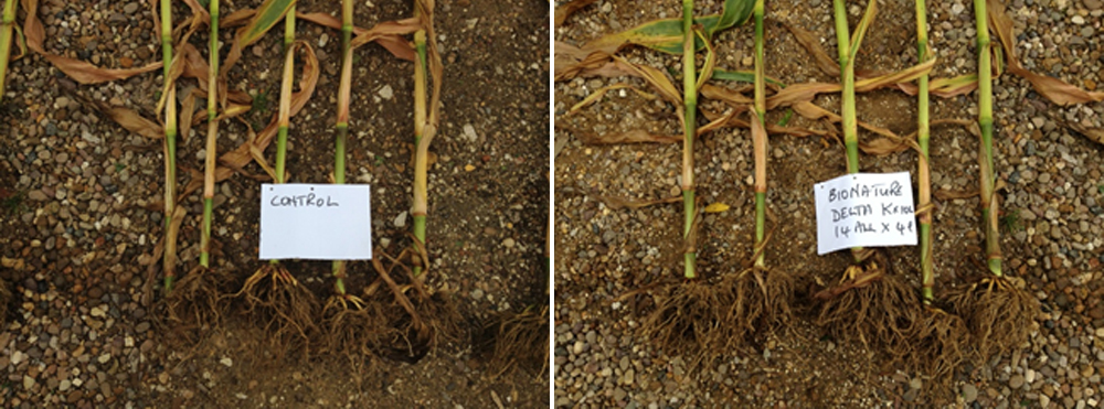 before and after crop nutrition treatment