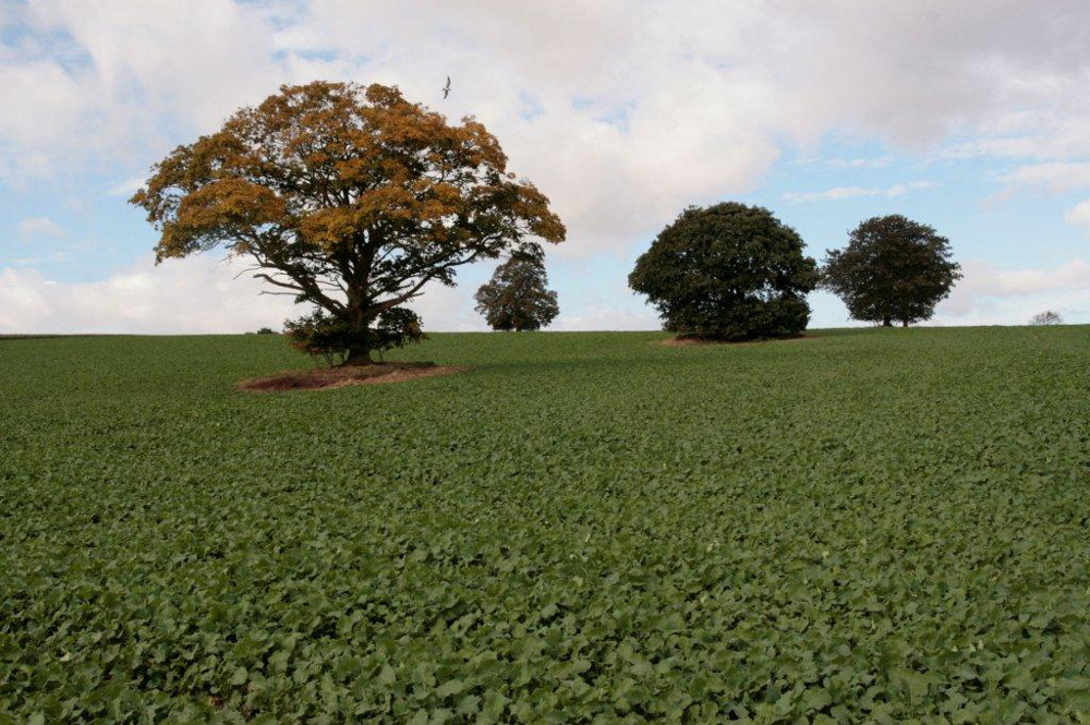 field with tree