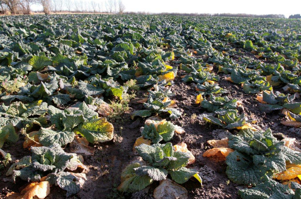 cabbage field