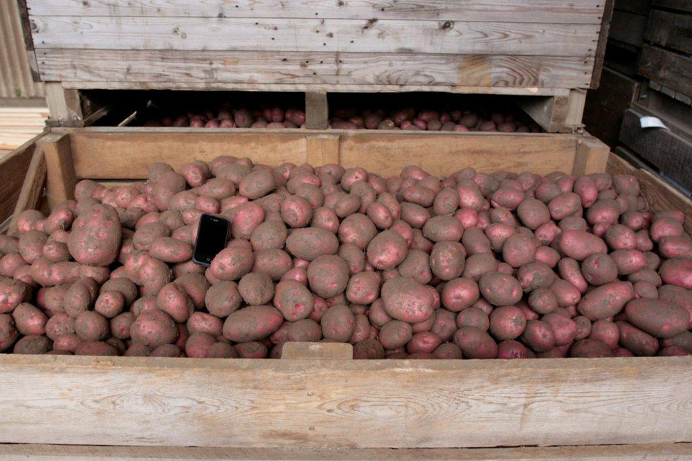 red potatoes