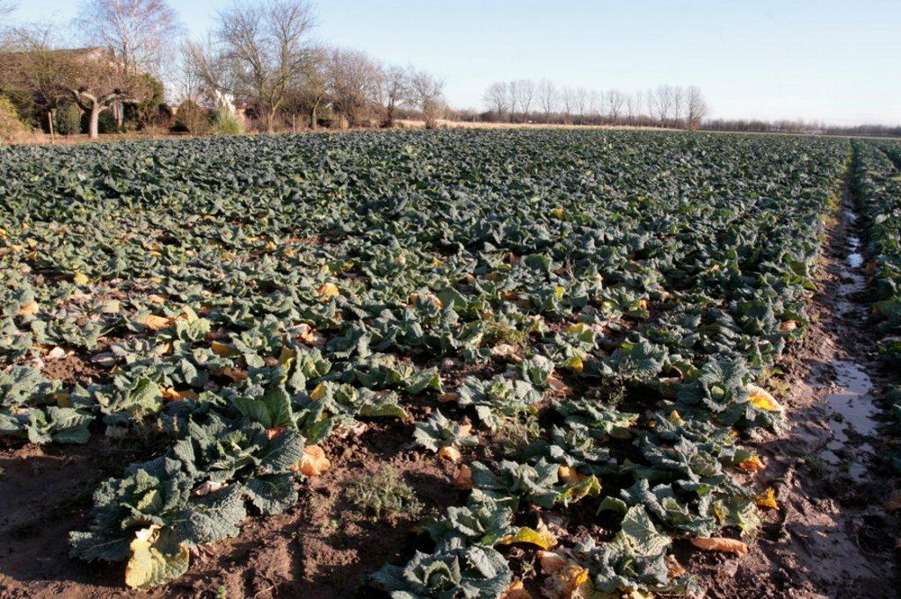 You can see small cabbages to the right and the line where the NHCaDelta ran out leaving the treated cabbages on the left to grow to a good size and those on the right looking very poor
You can see small cabbages to the right and the line where the NHCaDelta ran out leaving the treated cabbages on the left to grow to a good size and those on the right looking very poor

 Once again the block directly infront in the near grown is where the sprayer ran out of NHCaDelta. the treat crop looks very well and are a good size crop

Once again the block directly infront in the near grown is where the sprayer ran out of NHCaDelta. the treat crop looks very well and are a good size crop

 The three rows of winter cauliflower in the middle of the picture which have a bird scaring wind mill half way up the field received a two 5 ltr/ha doses of NHCaDelta fertilizer. Mr King was spraying the crop of Dutch cabbage to the right but the sprayer boom ran over just three rows of the cauliflower. The growth has been extraordinary.

The three rows of winter cauliflower in the middle of the picture which have a bird scaring wind mill half way up the field received a two 5 ltr/ha doses of NHCaDelta fertilizer. Mr King was spraying the crop of Dutch cabbage to the right but the sprayer boom ran over just three rows of the cauliflower.
The growth has been extraordinary.

 The Dutch cabbage to the right of the winter cauliflower, was a crop that Mr King was about to give up on. We recommended a treatment of NHCaDelta of 5 ltrs/ha on 20th Sept and 5 ltrs/ha 19th October 2012 and the result is that Mr King now has a saleable crop. The other point to note is that the crop is growing very evenly with good health.

The Dutch cabbage to the right of the winter cauliflower, was a crop that Mr King was about to give up on. We recommended a treatment of NHCaDelta of 5 ltrs/ha on 20th Sept and 5 ltrs/ha 19th October 2012 and the result is that Mr King now has a saleable crop. The other point to note is that the crop is growing very evenly with good health.