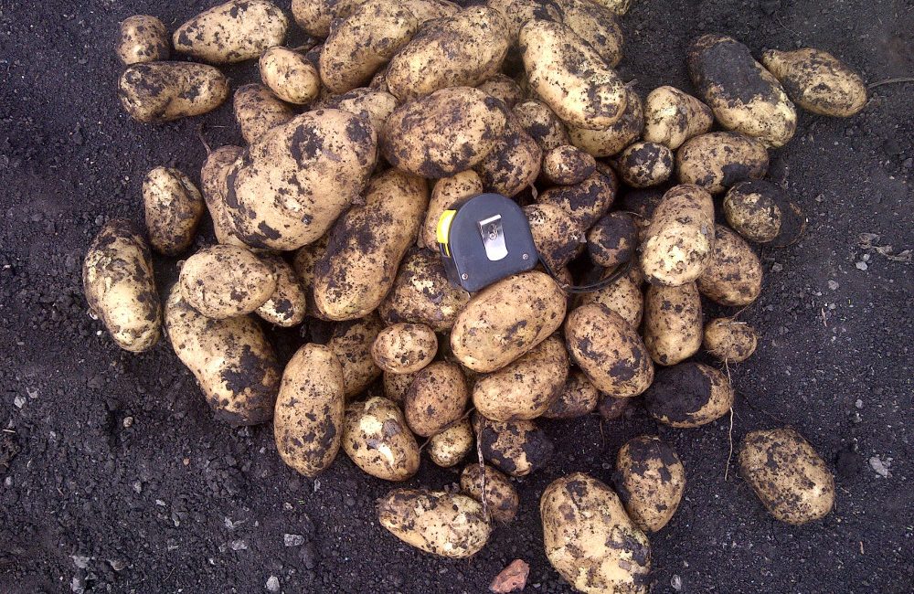 DeltaTreated Potatoes. Variety:Markies