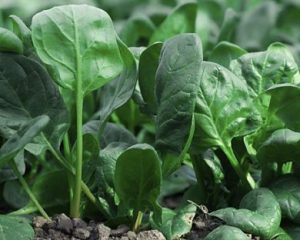 spinach-390x312