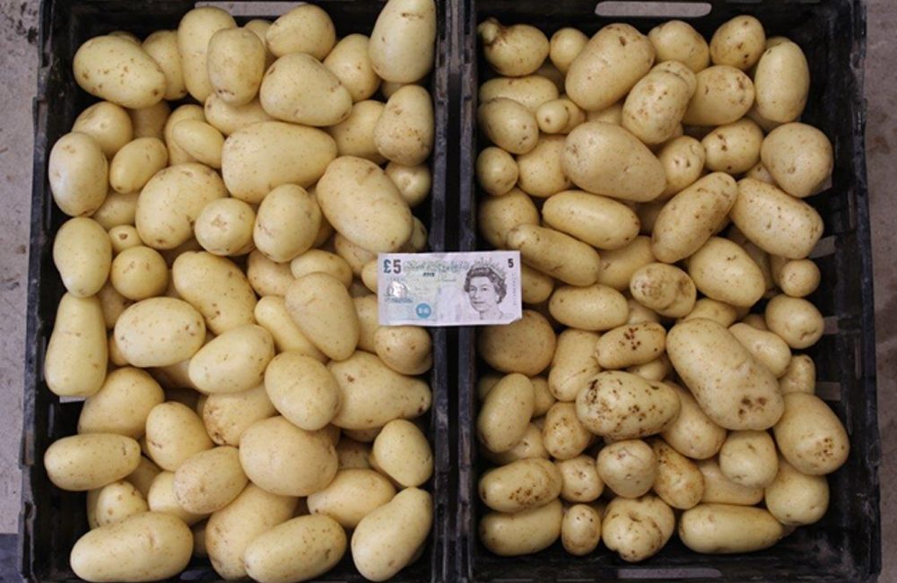 vivaldi potatoes