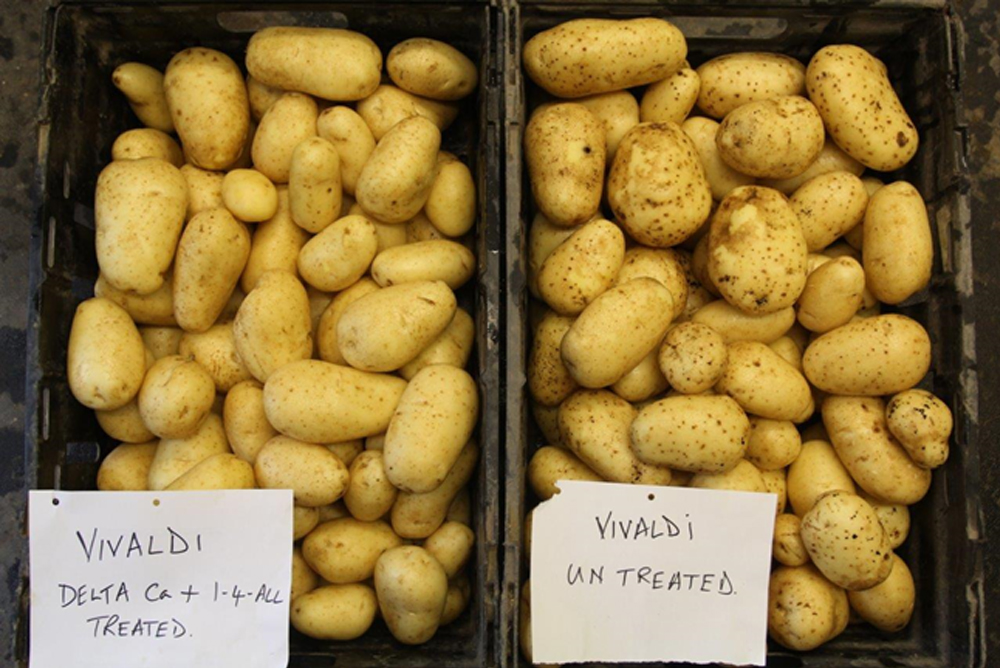 vivaldi potatoes