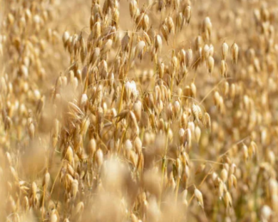 OATS
